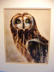 Warren Magill «Short Earred Owl» LTD ED Signed Color Photograph