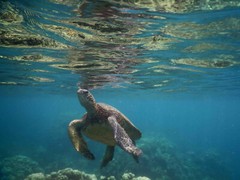Sea turtle 17X25 Hawaii limited edition nature wall decor photography