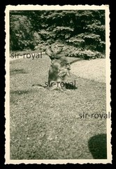 Rough Hair Dachshund on Hind Legs – Teckel Dachshund – Photo 6x9cm