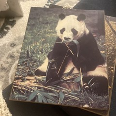 1972 Vintage Panda Bear eating Bamboo Photo Print – Fine Art Plaques Studio One