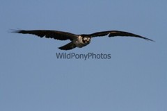 Osprey Photo 1, Pick One Image – Various Sizes