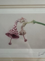 Anne Geddes Signed Framed Flower Color Photograph Still Life Landscape Art