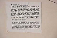 Bighorn Sheep Photograph Framed Wildlife Nature Picture 16″X20″ W. Perry Conway