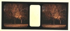 Park Of The Palace Of Versailles C1910 Photo Stereo Glass Autochrome Vintage §fn7