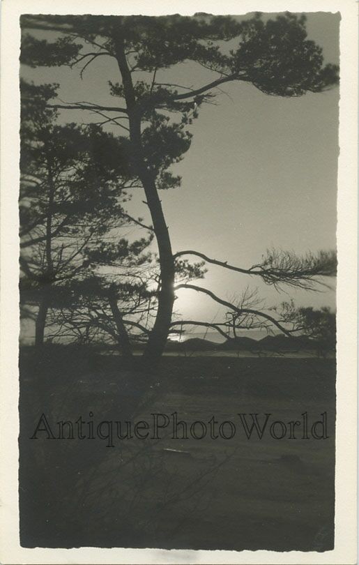 Pine tree in sunset antique rppc photo