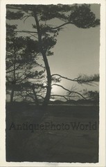 Pine tree in sunset antique rppc photo