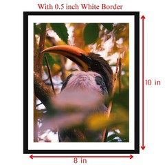 8 x 10 in Exotic Tropical Hornbill Bird in Vibrant Foliage -Wildlife Photography