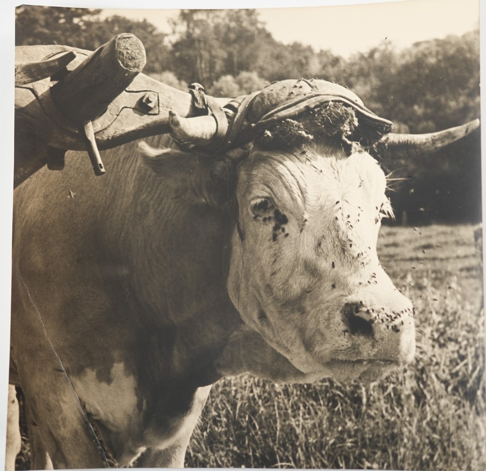 Photo Print Vintage France Agriculture Cow 21X21Cm 1930 R.MANSON