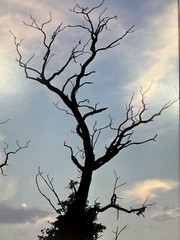 Patricia McGrady Photography – “Two Trees” – Gorgeous Art