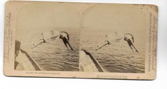 S5021/ Stereo Photo Diver Miss Ward Divers Scuba Diving USA 1889 Photo