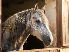 Premium Digital Image Picture Photo Grey Horse with Flowers in Stall Artwork
