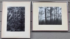 Robert (Bob) Werling 1976 Photograph Of Light In Forest Pencil Signed In Frame