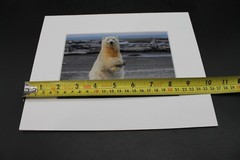 Signed Polar Bear Photograph Matted Laura Lyn Photography 2016 Arctic Wildlife