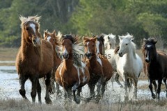 Chincoteague Pony Photo – Stallion Surfer Dude – Pick One Image -Various Sizes