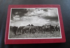 Bulgaria? 1958 15 Photos Equestrian Horse Stud Breeding Racing Jockey