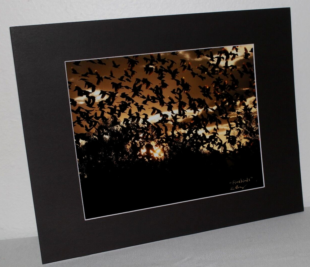 Silhouette Blackbirds Photo 8″ x 10″ in 11″ x 14″ Matte Signed by Kim Barry
