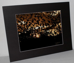 Silhouette Blackbirds Photo 8″ x 10″ in 11″ x 14″ Matte Signed by Kim Barry