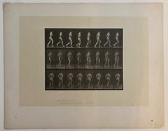 EADWEARD MUYBRIDGE authentic 1887 collotype ANIMAL LOCOMOTION PLATE 70 – lewitt