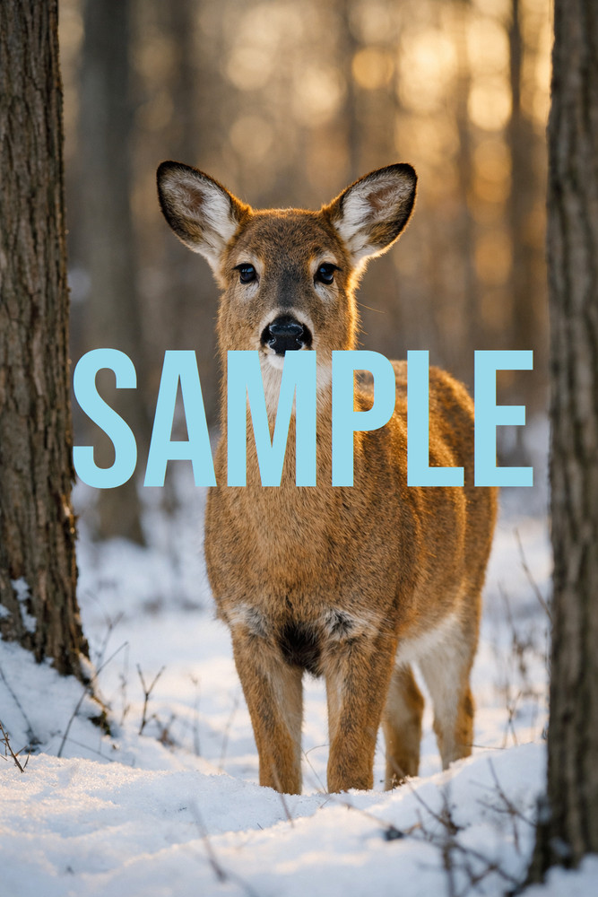 Digital Download Art Photo Image Wallpaper Background Desktop Printable Deer