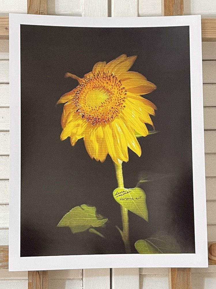 Landscape photograph- Yellow Sunflower 8.5×11