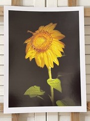 Landscape photograph- Yellow Sunflower 8.5×11