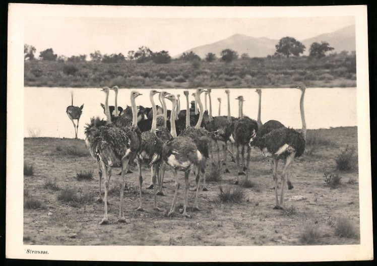 Photograph German South West Africa / Namibia, ostriches on the banks of a body of water