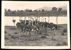 Photograph German South West Africa / Namibia, ostriches on the banks of a body of water