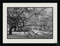 TREE IN BRAZIL Rio’s Botanical Garden 20×30 Photo Print