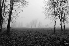 TREE-LINED FIELD ON A FOGGY MORNING 12×18 Photo Print