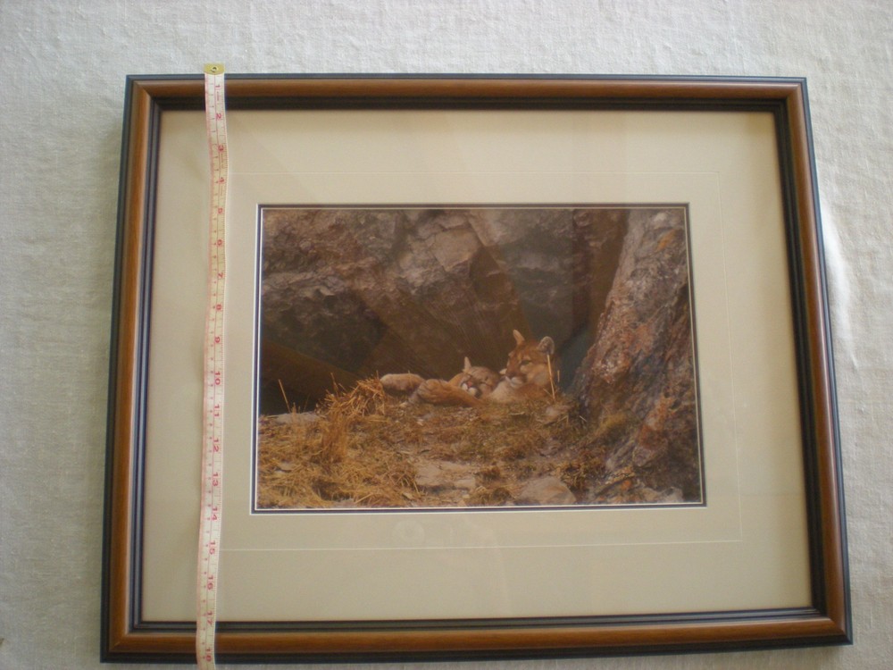 Thomas Mangelsen «Mother’s Love Mountain Lions» Out of Print, Original Signed