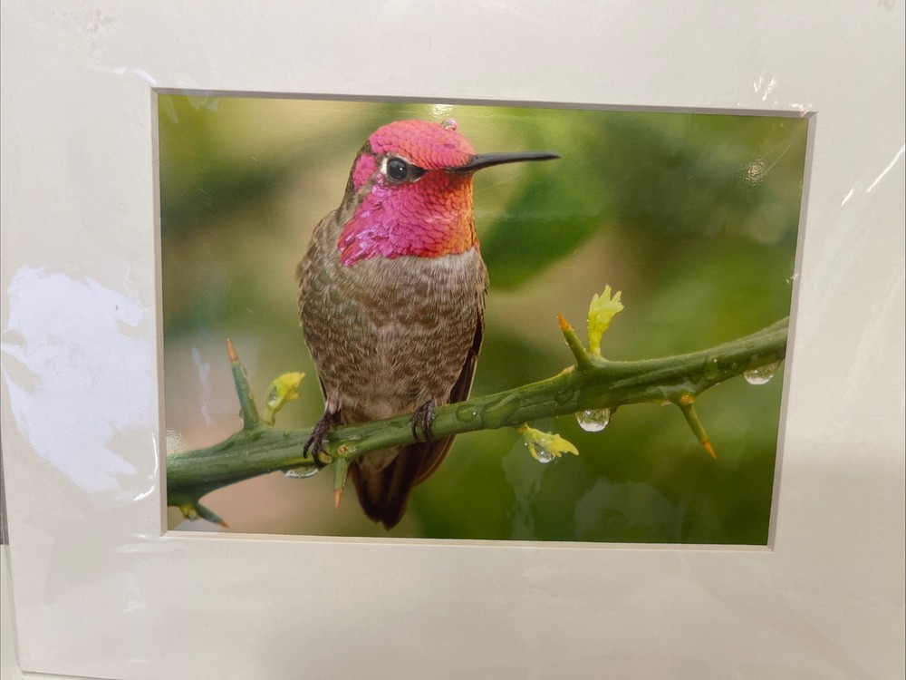 Brian Blackwelder Anna’s Hummingbirds Palm Springs 5×7 Photograph signed-New