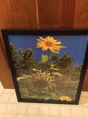 Sunflowers, Blue Sky, Wall Art – Large Photo – Black Frame – 21 1/2 X 17” – New!