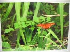 MATTED PHOTOGRAPHY Butterfly Garden in Paynes Prairie By Dom Martino 20x16in