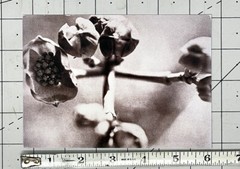 JOANN THORNTON PHOTOGRAPHS 2001 Art Announcement Card – Flower Series