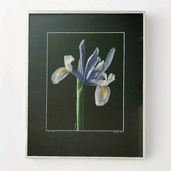 Nick Zungoli Iris 1984 Signed Ltd Ed Photo Print 7/300 Framed Fine Art 16×20