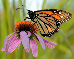 Monarch purple coneflower. A monarch butterfly on purple 8″x10″ Photograph Print