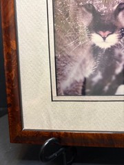 Harry Bowden Signed & Numbered 3/750 Photograph «A Face in the Foliage» Cougar