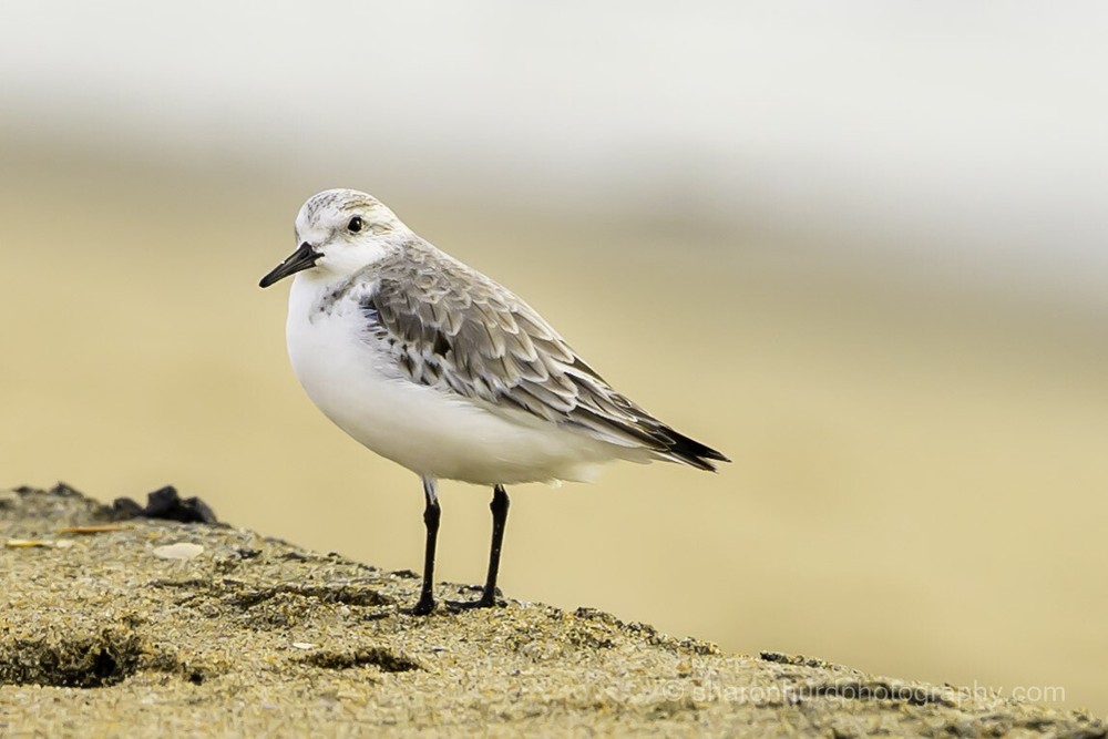 Birds – Piper at the Beach photography print nature wall decor