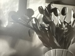 Bruce Cratsley “New Jersey Tulips” Photograph Signed Titled Dated 1985