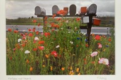 Tom Adams Photography Rural Road Mailboxes Poppies Flowers Oregon Photo Art 8×10