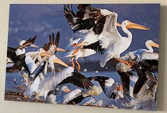 Pelican Glory. Kirk Mann Photography. Ready to hang. Photo on Aluminum Frame.