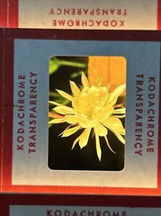Kodachrome Red Border Lot Of 40 1950’s Still Life Flowers 35mm Color Slides