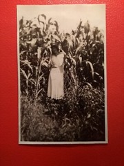 Old Photo Antique Woman Hiding in Corn Field Woman Corn Field Fashion Old Photo