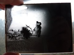 Glass Plates Negative Circa 1930 1933 Marburg Young Woman Teddy Doll Still Life
