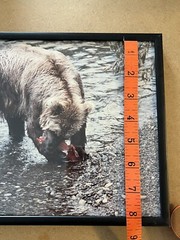 Vintage 8 x 10 Kodak Photograph Wild Grizzly Bear Eating Fish