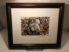 Framed Signed Photo 8773 «Hello World» by Ray Mosteller 11.5″x9.5″ Bird Nest Egg