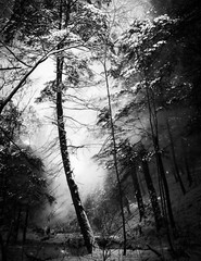 LANDSCAPE 8.5×11 or 13X19 B&W BORDERLESS GLOSSY PRINT (FREE SHIPPING)