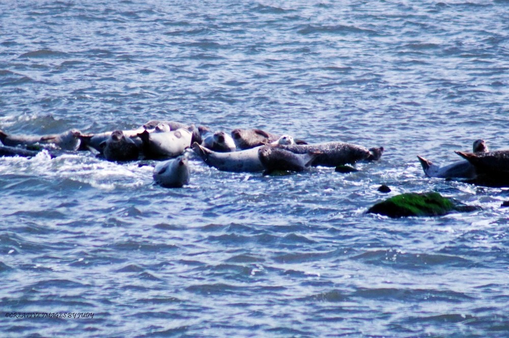 «More Tourists Staring at Us» Harbor Seal Wall Art