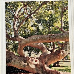 Original Photograph On Matte Paper & Matted To A 12” x 16” And Ready To Frame