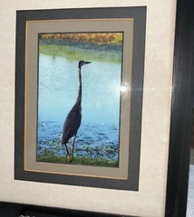 Louisiana Silhouette Of A Great Blue Heron Photo Print Signed & Dated